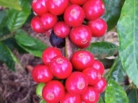KonaRed coffee-fruit