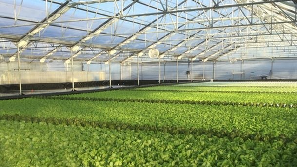 Hydroponic growing systems use significantly less water, claims Suncrest USA