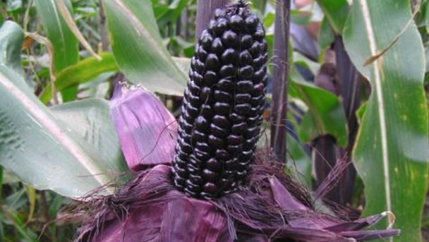 Purple corn is packed with polyphenols